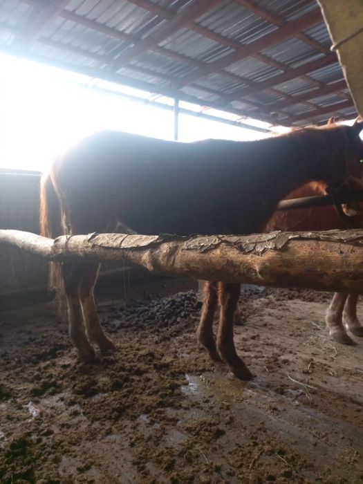 Тай жабагы тайлар