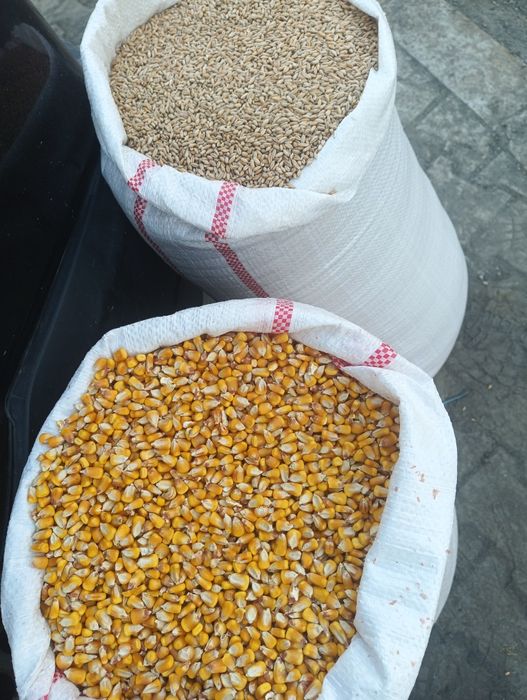 Porumb  , grâu , ovăz ambalat in saci