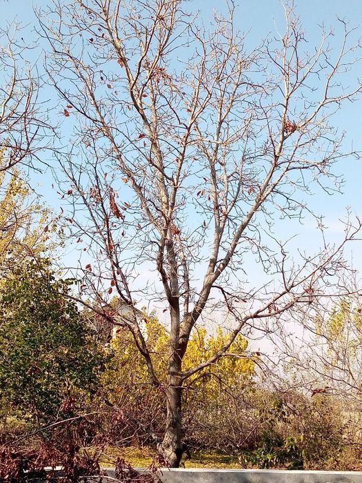 SROCHNO!!! Utin sotiladi