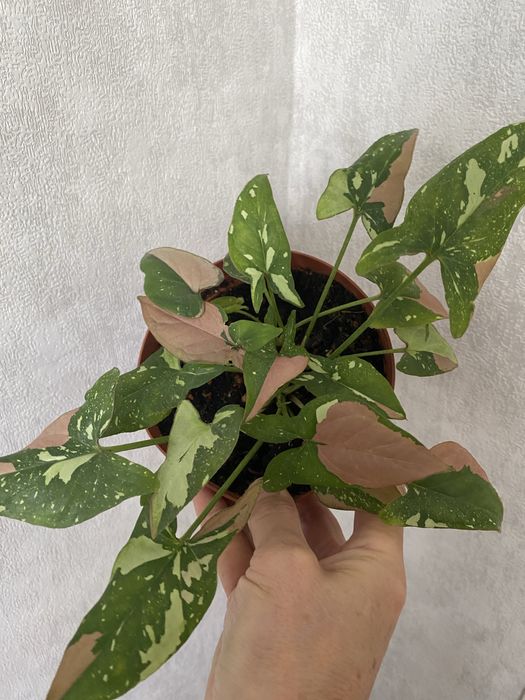 Сортовые сингониумы