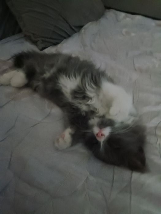 Котёнок (мальчик)