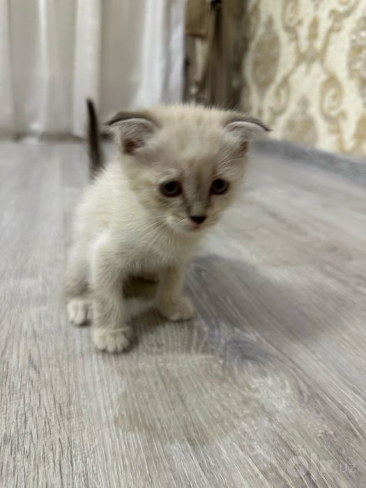 Продаются шотланские веслоухие котята