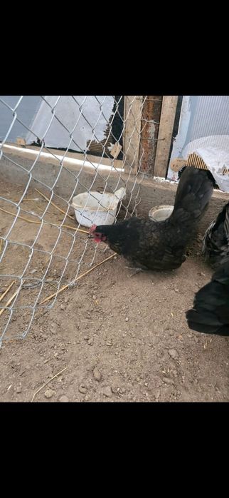 200 famila de chabo 2+1 . 100 cocos de olandeză