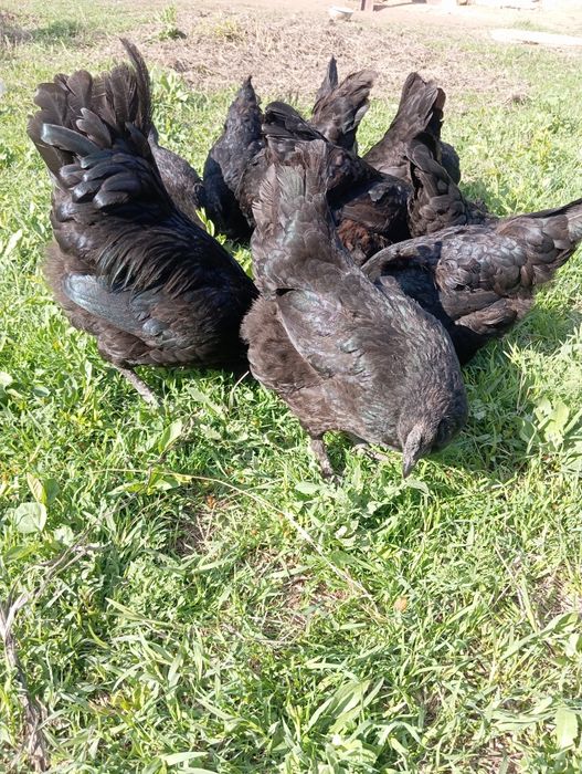 Uxaylyu Oʻhaelu tuxum, tuxumlari sotiladi