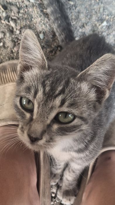 Без породный котёнокдевочка