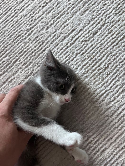 Маленький котик возраст 2,5 месяца