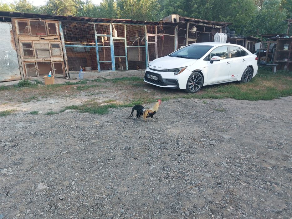 Декоративные петушки Куры