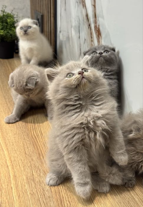 Scottish Fold zotli mushukchalar