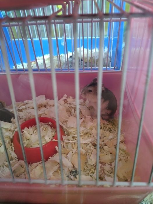 Хомячки джунгарские