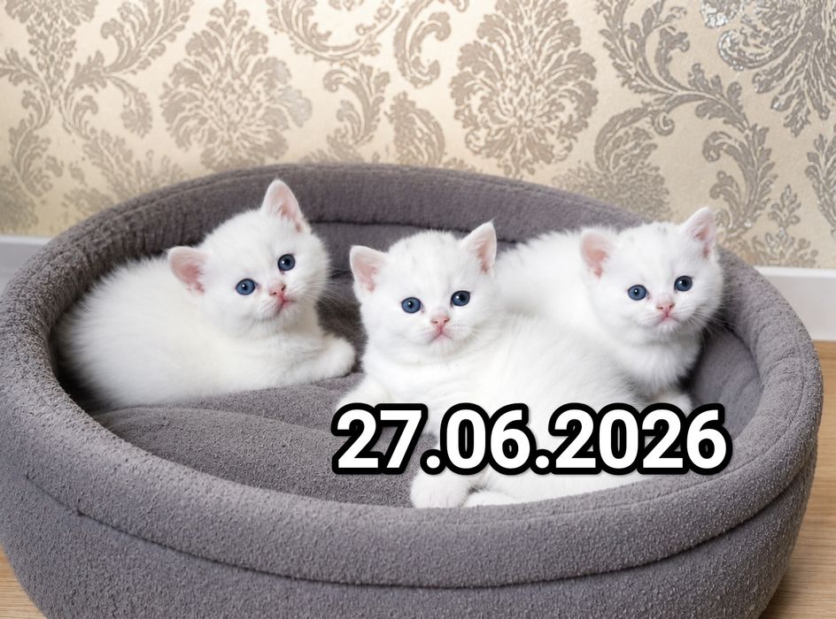 Британские котята