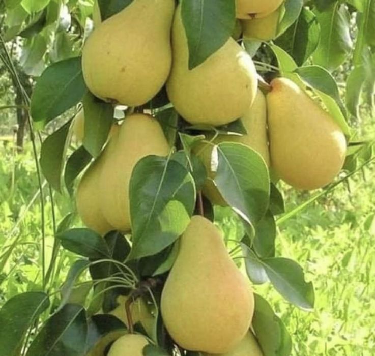 POMI fructiferi clasici ,pomi fructiferi columnari ,vita de vie