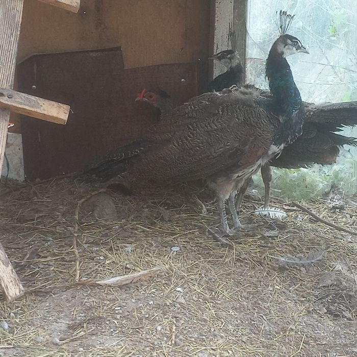 Павлин индийский