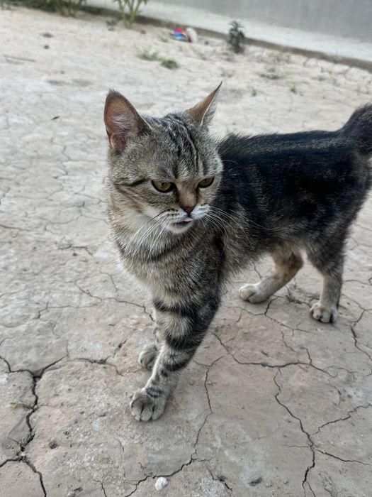 Skotish strayt bengal