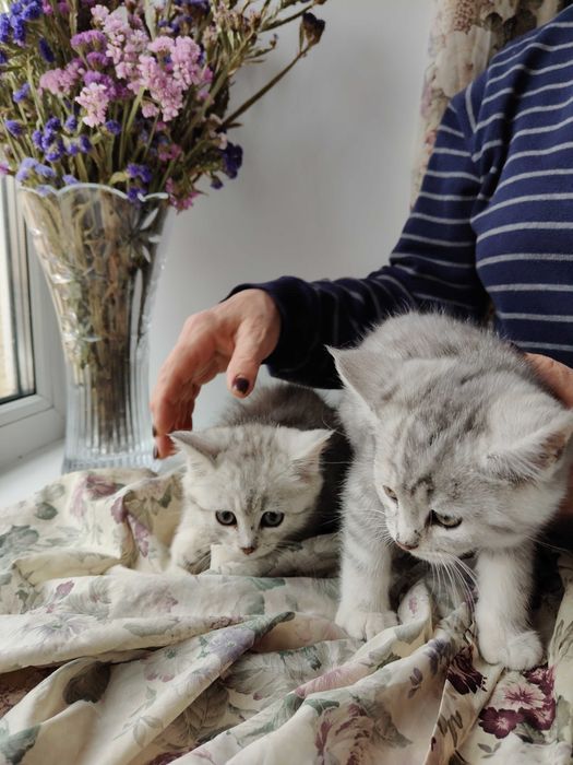 Котята мейкун с британцем