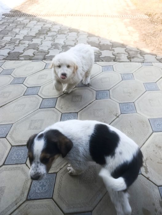 Продам щенков парода алабай