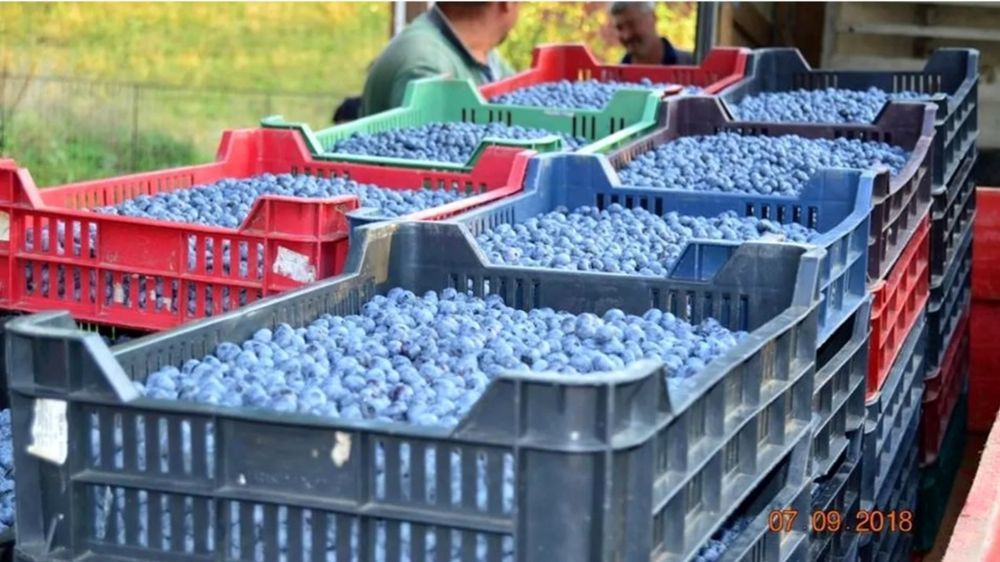 Aronia, Coacaz, Afin butasi