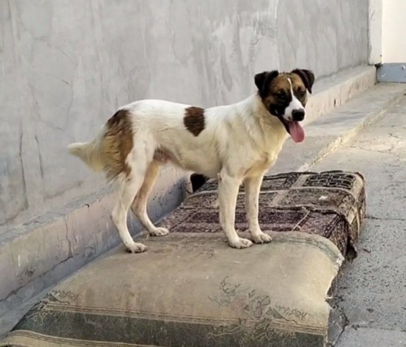 Пристраивается молодой кабель