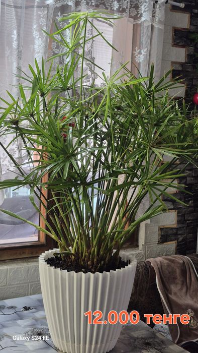 Циперус (Папирус) от 1500