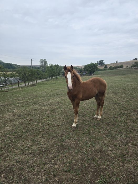 Vând mânz de 8 luni