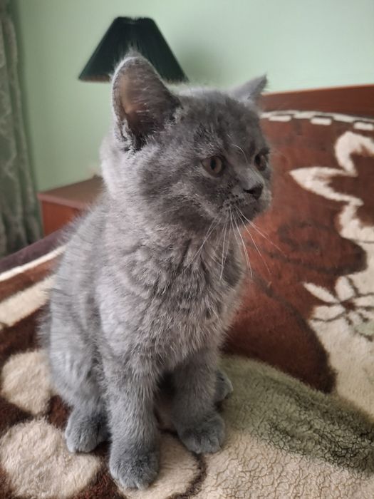 Котенок Скоттиш страйт