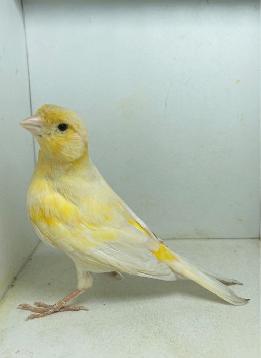 Kanareyka канарейка nar moda