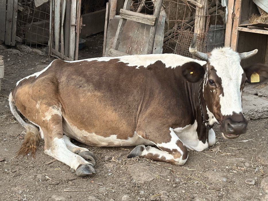 Vand vaca si vitea