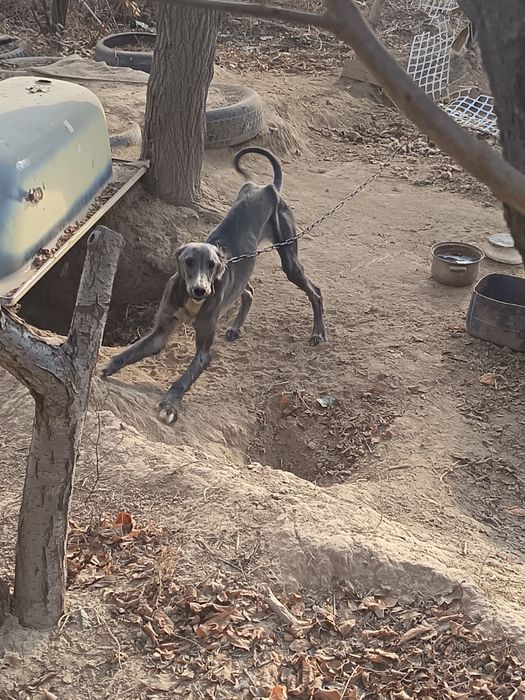 Тазы сатылады 10 аилык