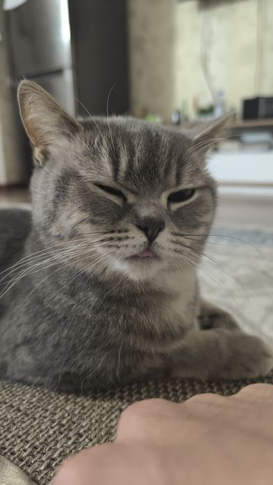 Отдам в хорошие руки