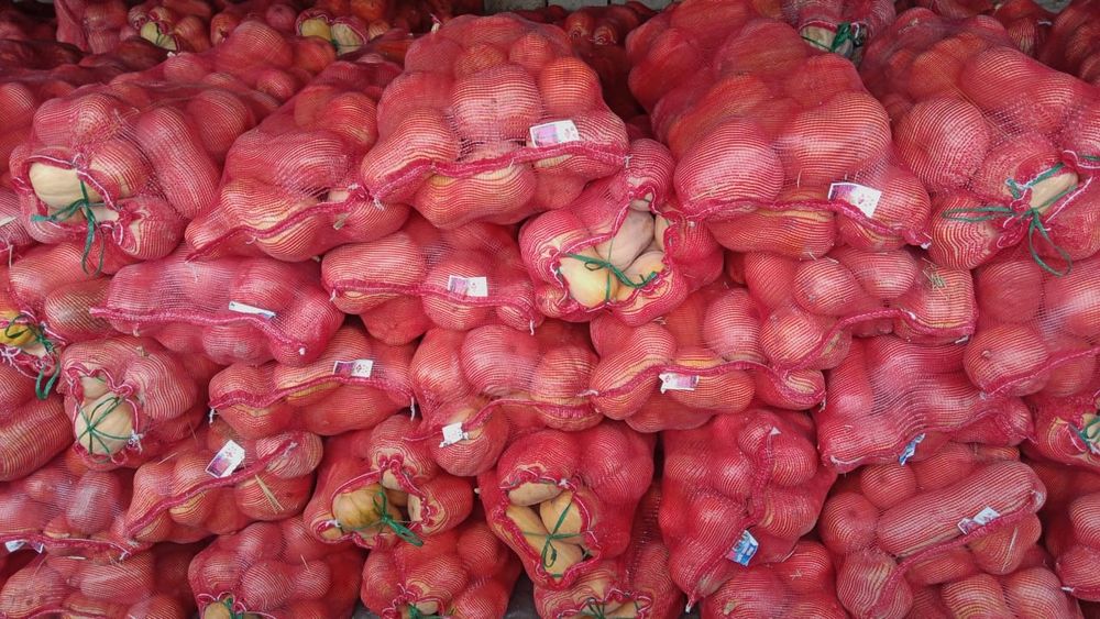 Асқабақ сатылады Ф1 сорт