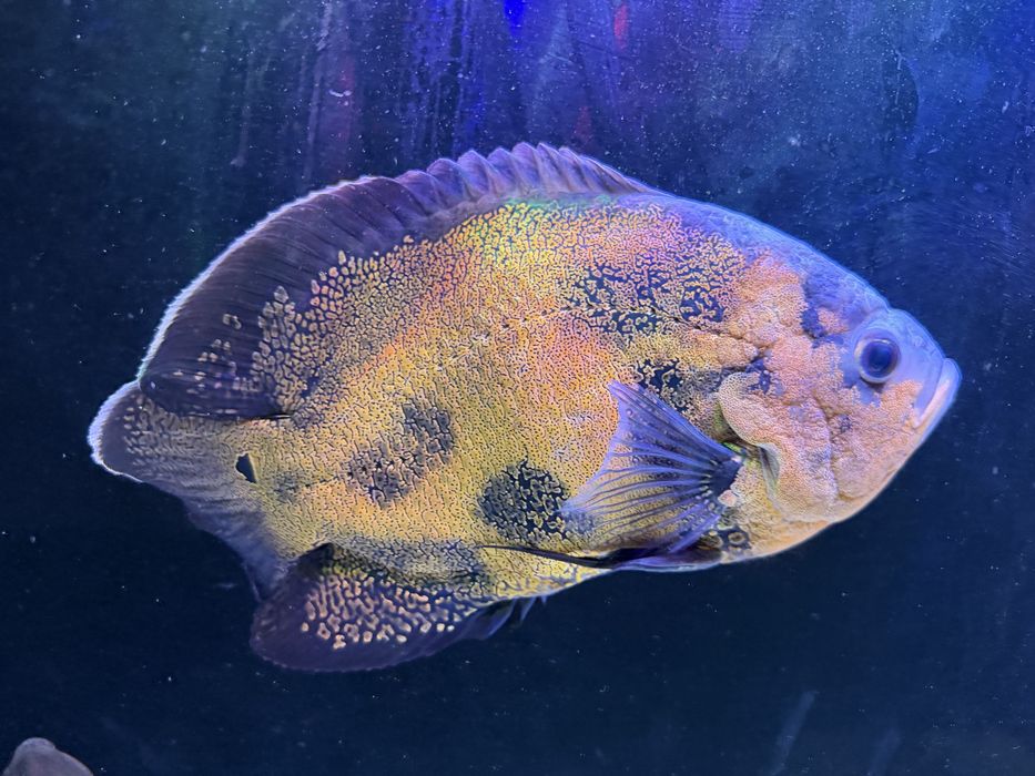 Астранатус Оскар самец 27 см