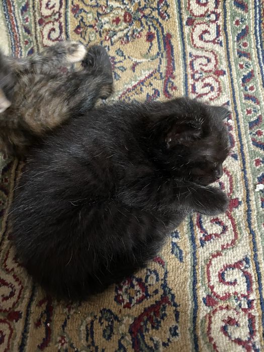 Котята 2 месяца