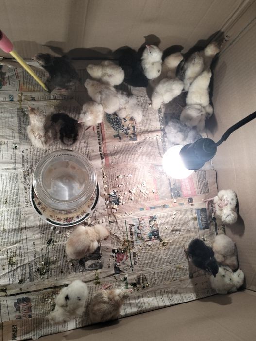 Балапандар !!7273