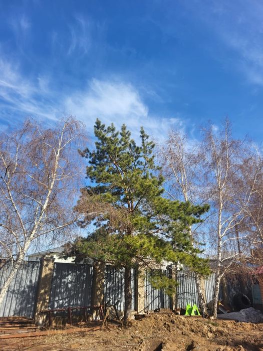 Деревья, сосны и березы