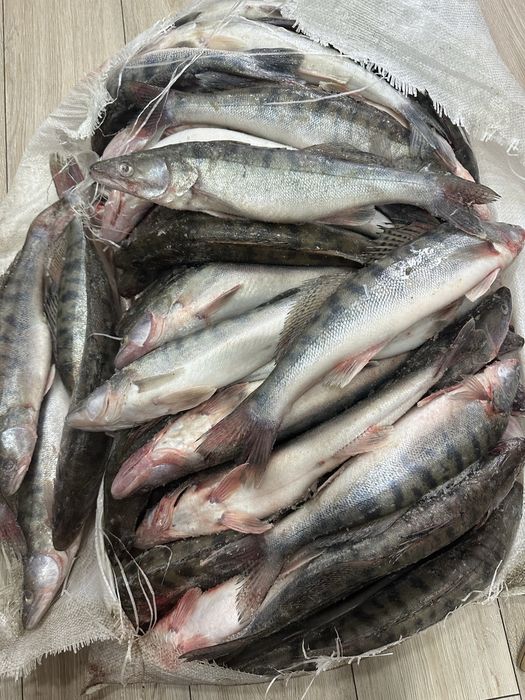 Судак рыба замороженная по 1000 т