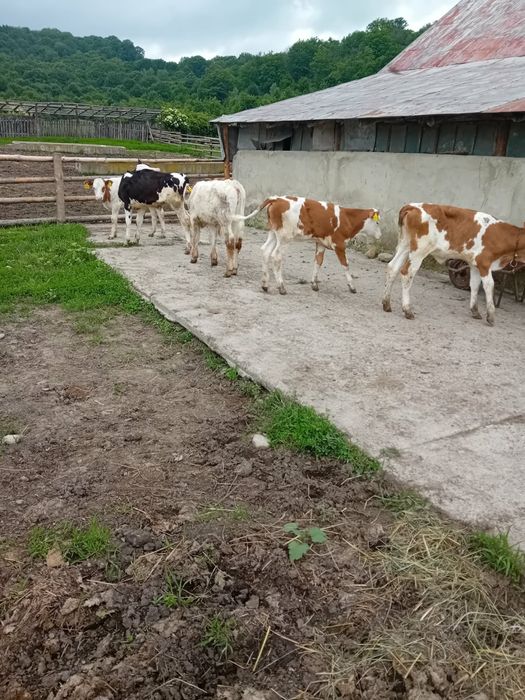 Tăurași și vițele