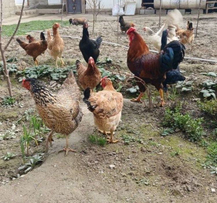 Хонаки тухумлар Жужа очиш учун