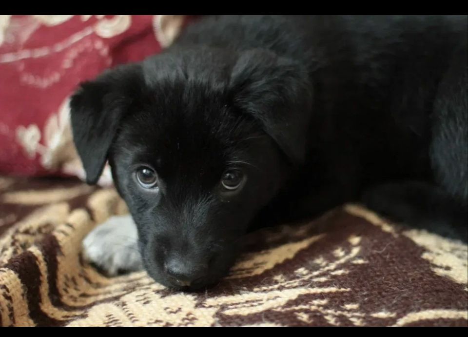 Отдам щенка 2 месяца