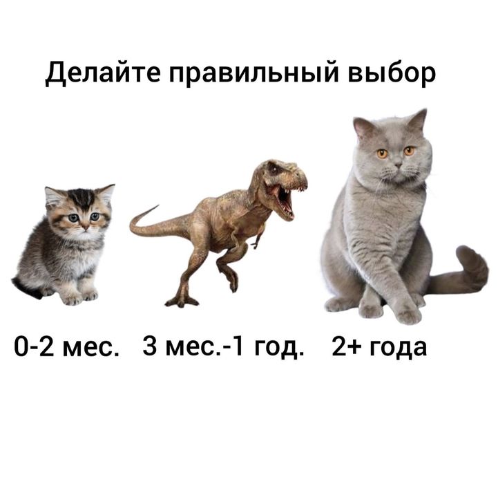 Кошечки, котики стерилизованные