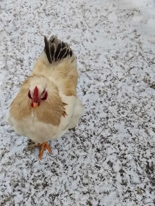 Cocosi crescuti la curte