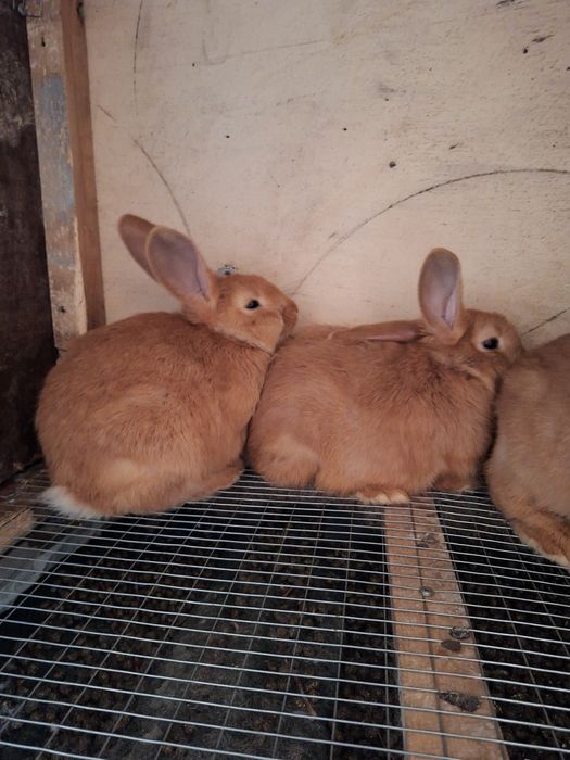Бургундский кролики