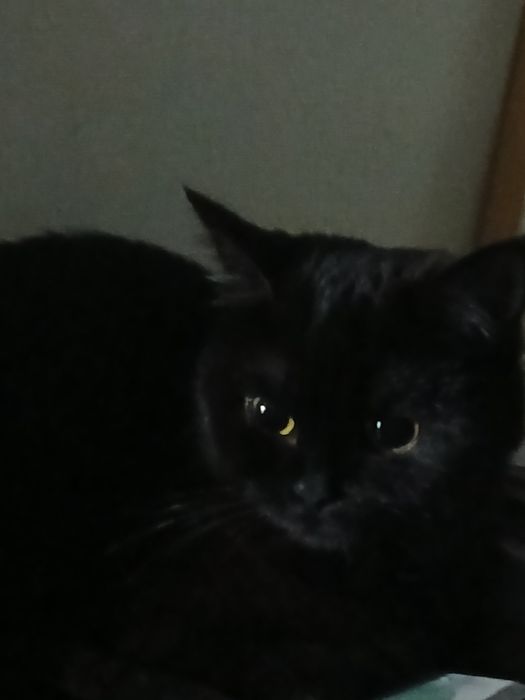 Кошка чёрная девочка