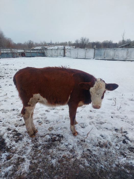 Продам телят в городе