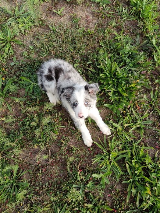 Fetiță Border Collie din parinti cu pedigree