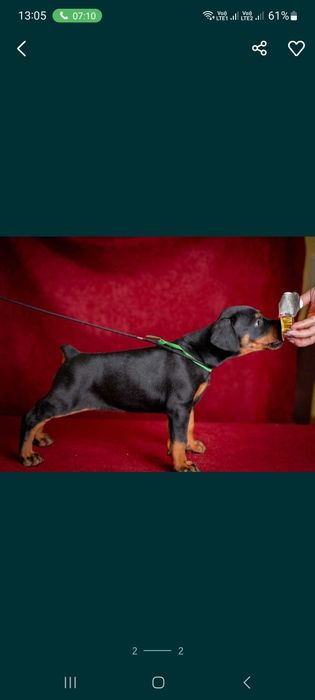 Доберман Щенок с купироваными ушами