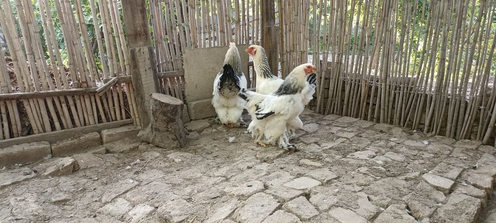 Брама тухум сотилади