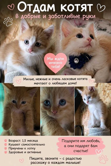 Котята в добрые руки