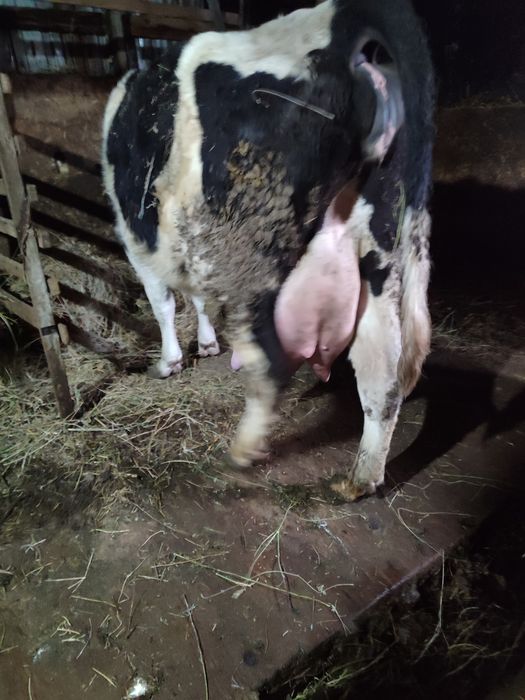 Первотелка находиться село Переметная