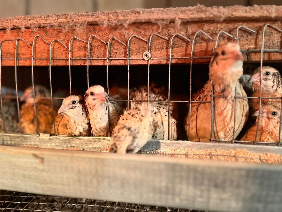 Перепелки несушки