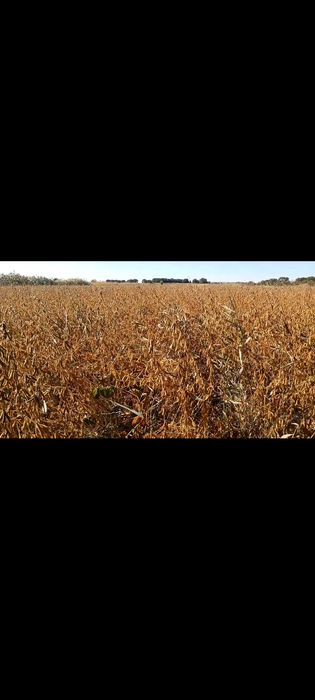 соя тұқымы сатылады