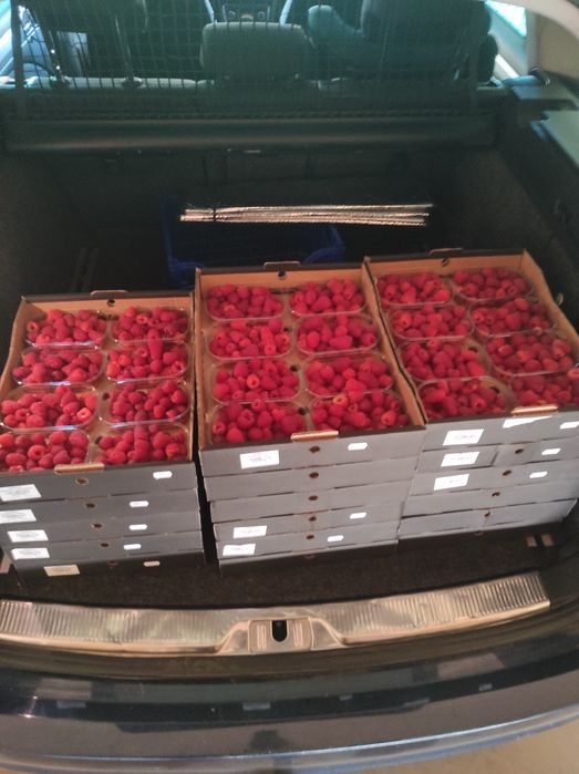 Butasi zmeura  laszka